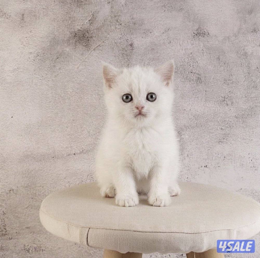 للبيع انثى وذكر جاهزه لاستلام5