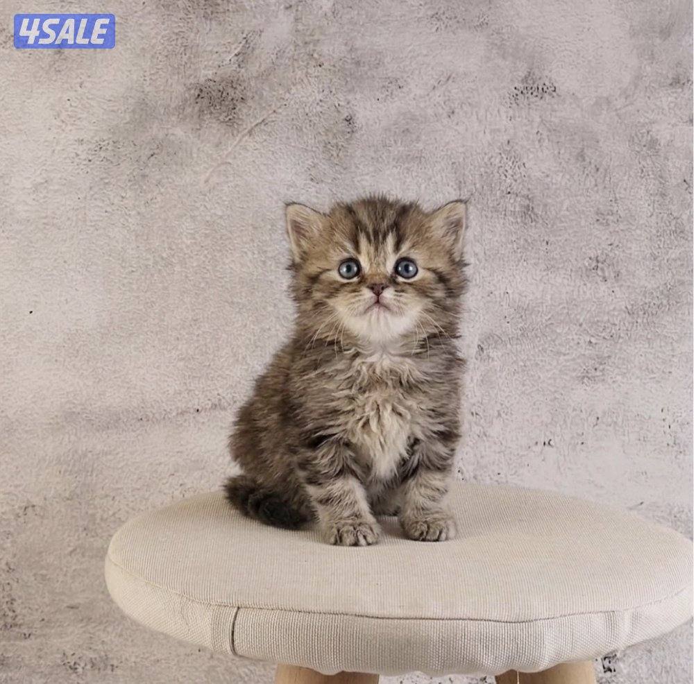 للبيع انثى وذكر جاهزه لاستلام6