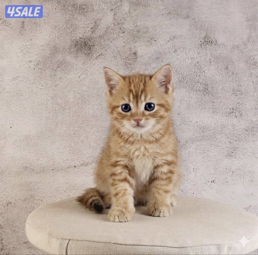 للبيع انثى وذكر جاهزه لاستلام7