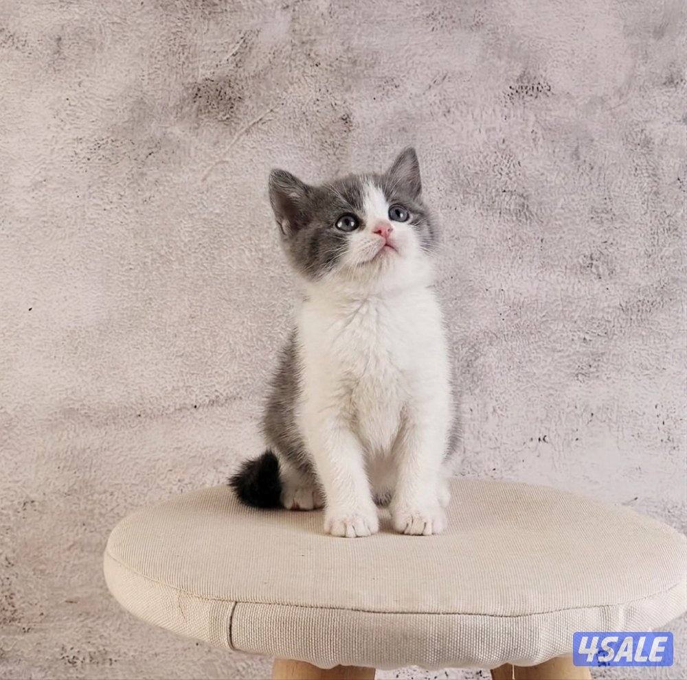 للبيع انثى وذكر جاهزه لاستلام9