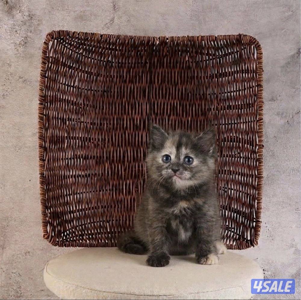 للبيع انثى وذكر جاهزه لاستلام8