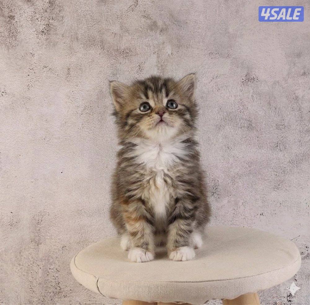 للبيع انثى وذكر جاهزه لاستلام10