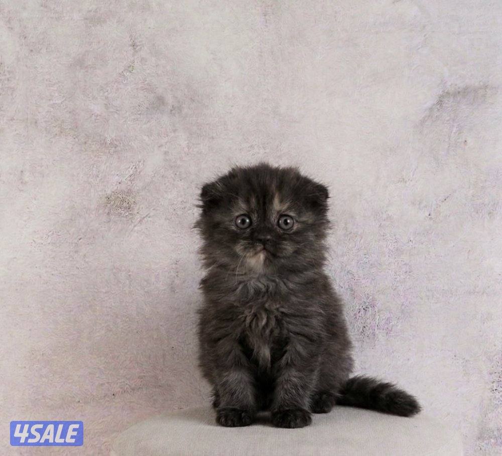 للبيع انثى وذكر جاهزه لاستلام9