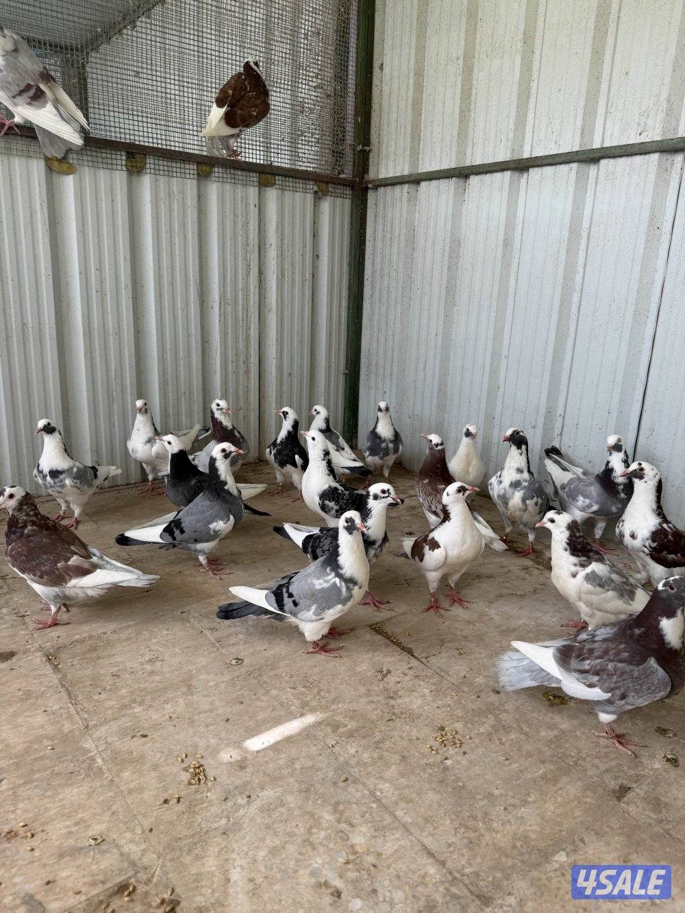 للبيع طبات الوزان برق0