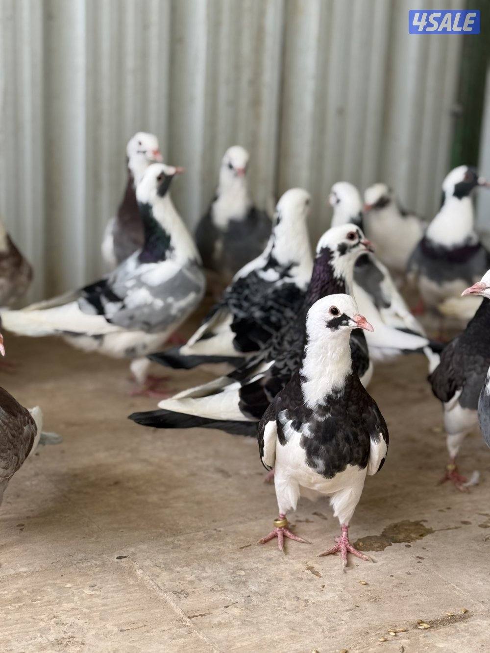 للبيع طبات الوزان برق1