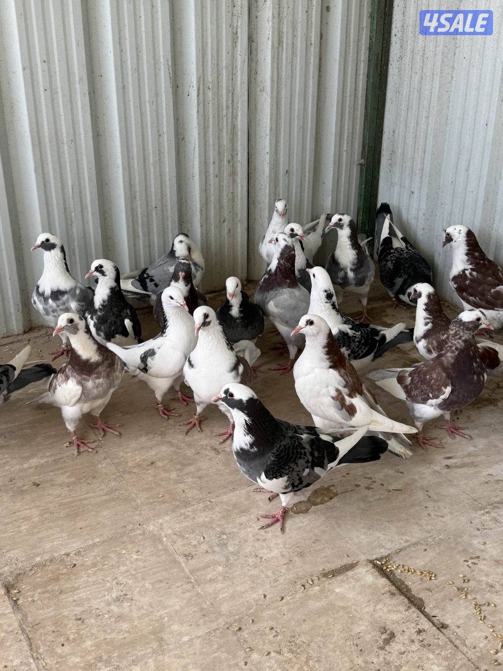 للبيع طبات الوزان برق2