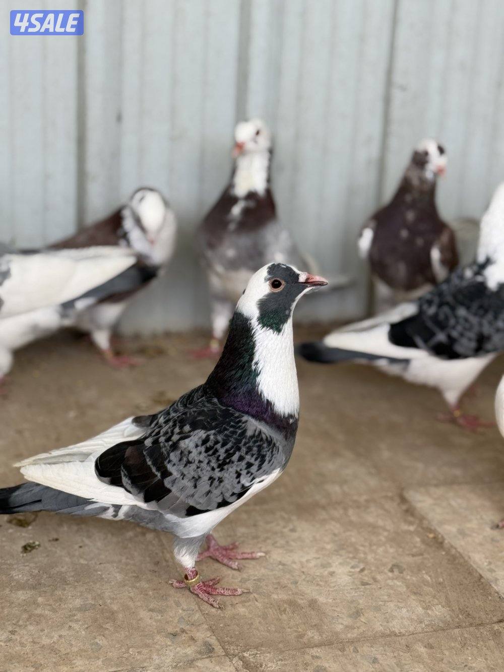 للبيع طبات الوزان برق3