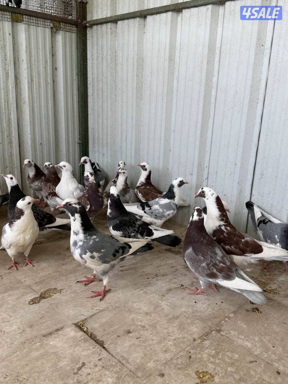 للبيع طبات الوزان برق4