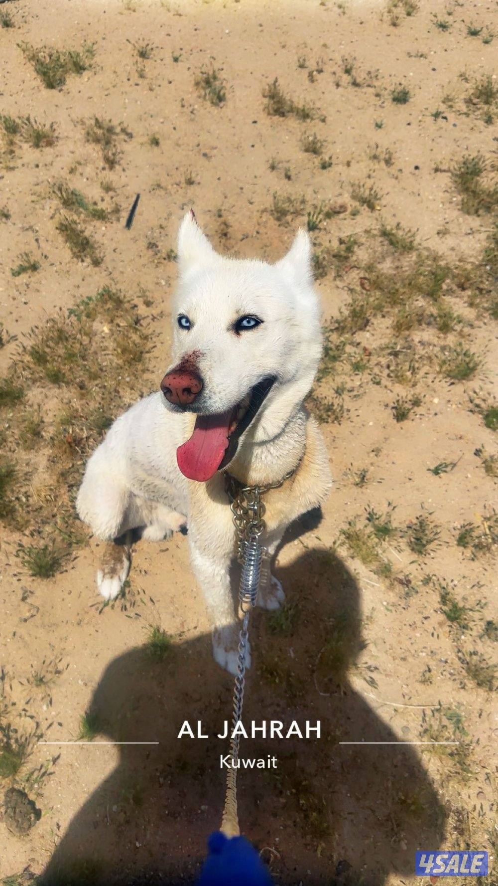 للبيع هاسكي0