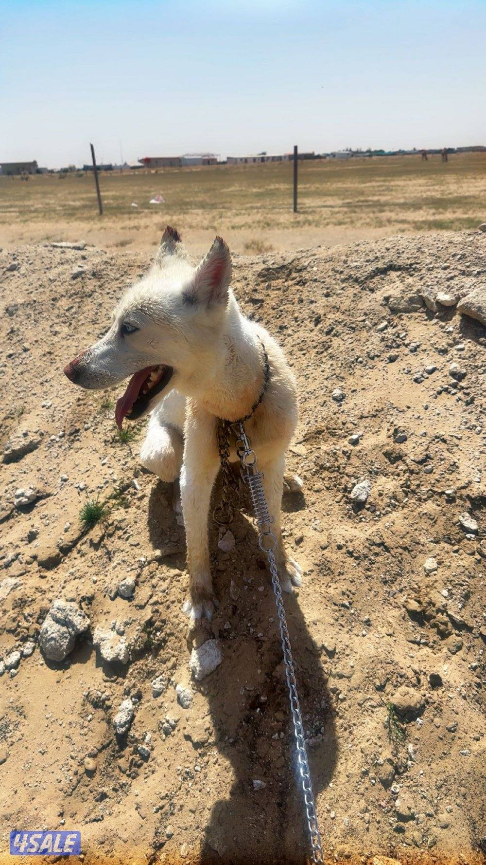 للبيع هاسكي1