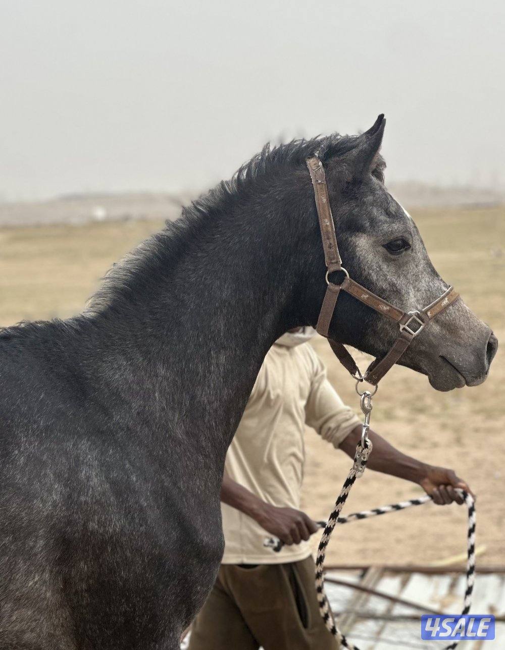 ‏للبيع حصان خياله0