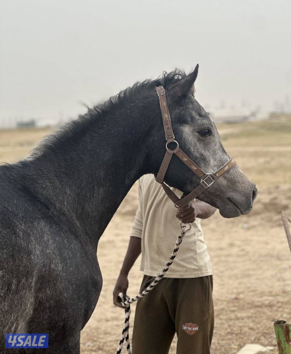 ‏للبيع حصان خياله1