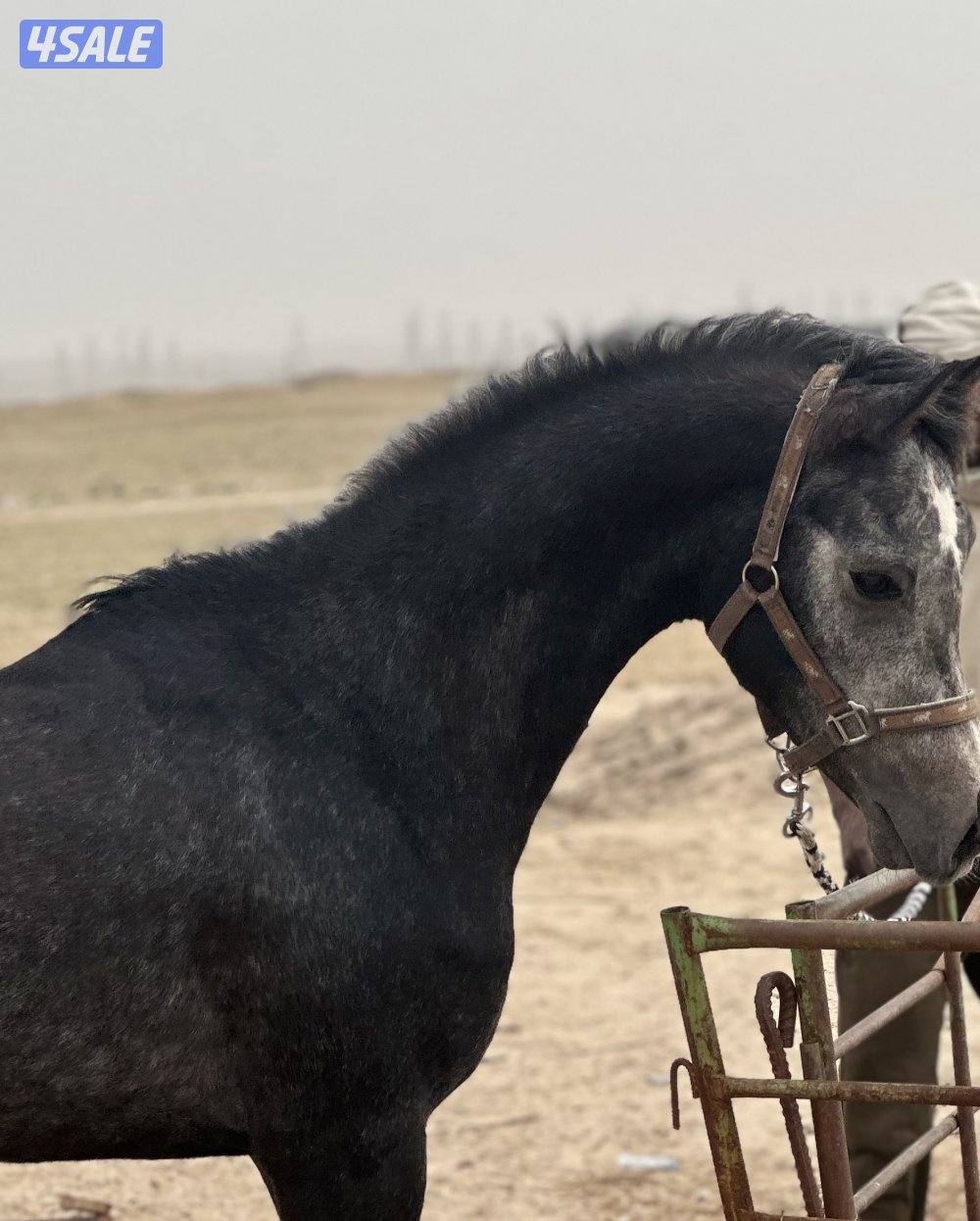 ‏للبيع حصان خياله2