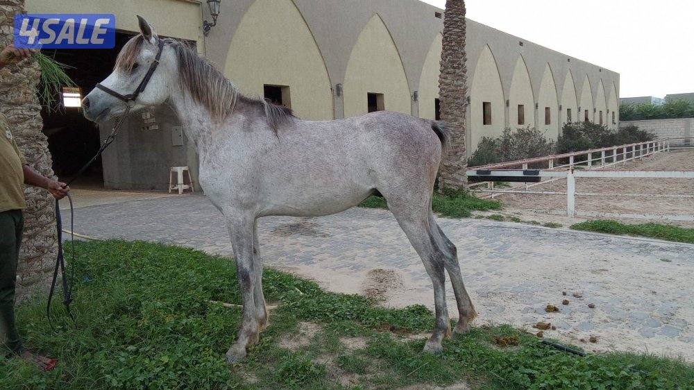 مهر مصوي العمر سنتين0