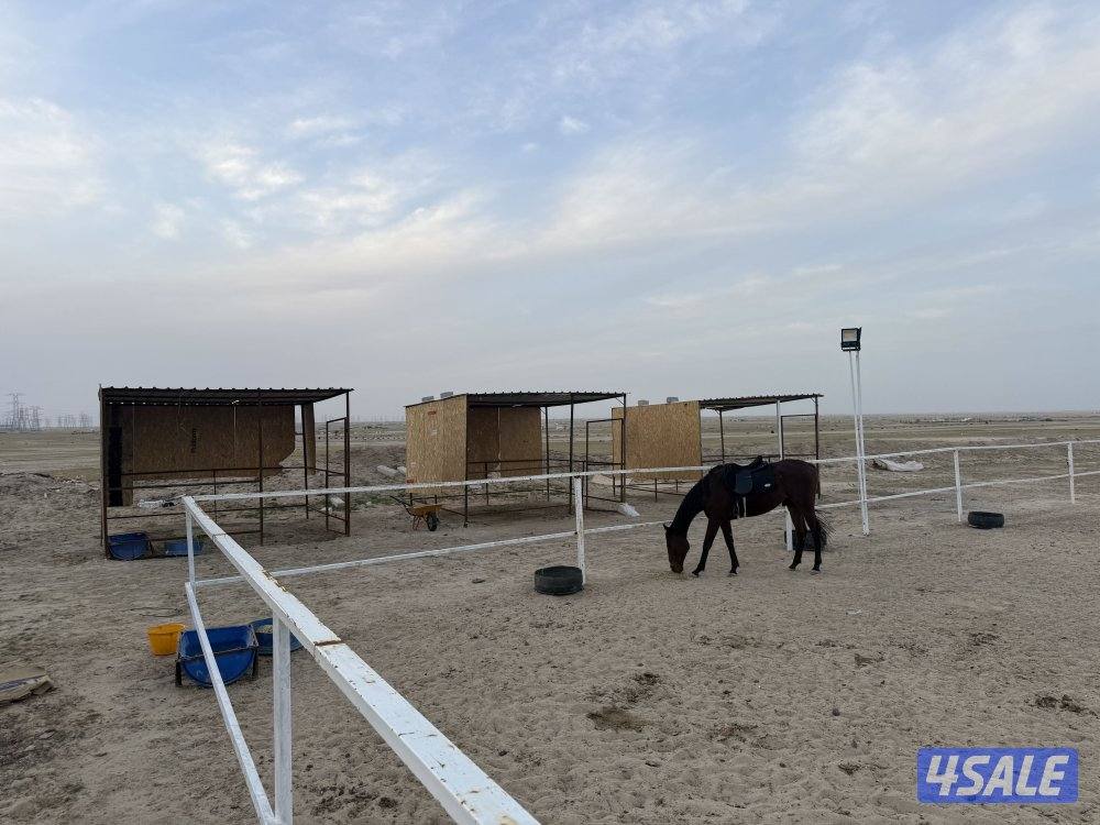 للايجار مربط خيل  بالبر بالوفره  شامل العنايه و العلاجات عليك ذ0