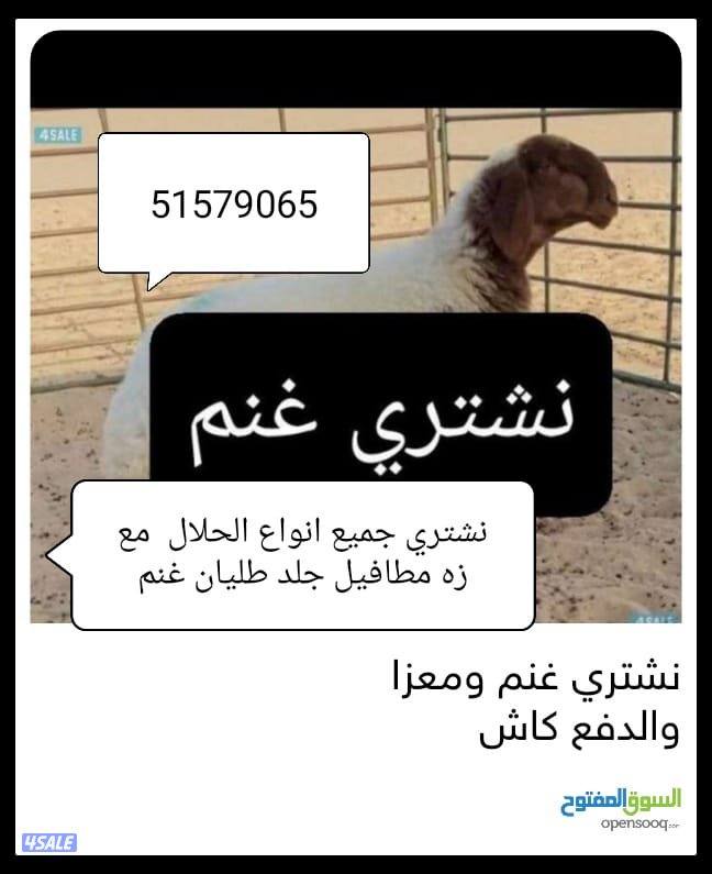 نشتري جميع انواع الحلال معزه وغنم العدد مفتوح والدفع كاش0