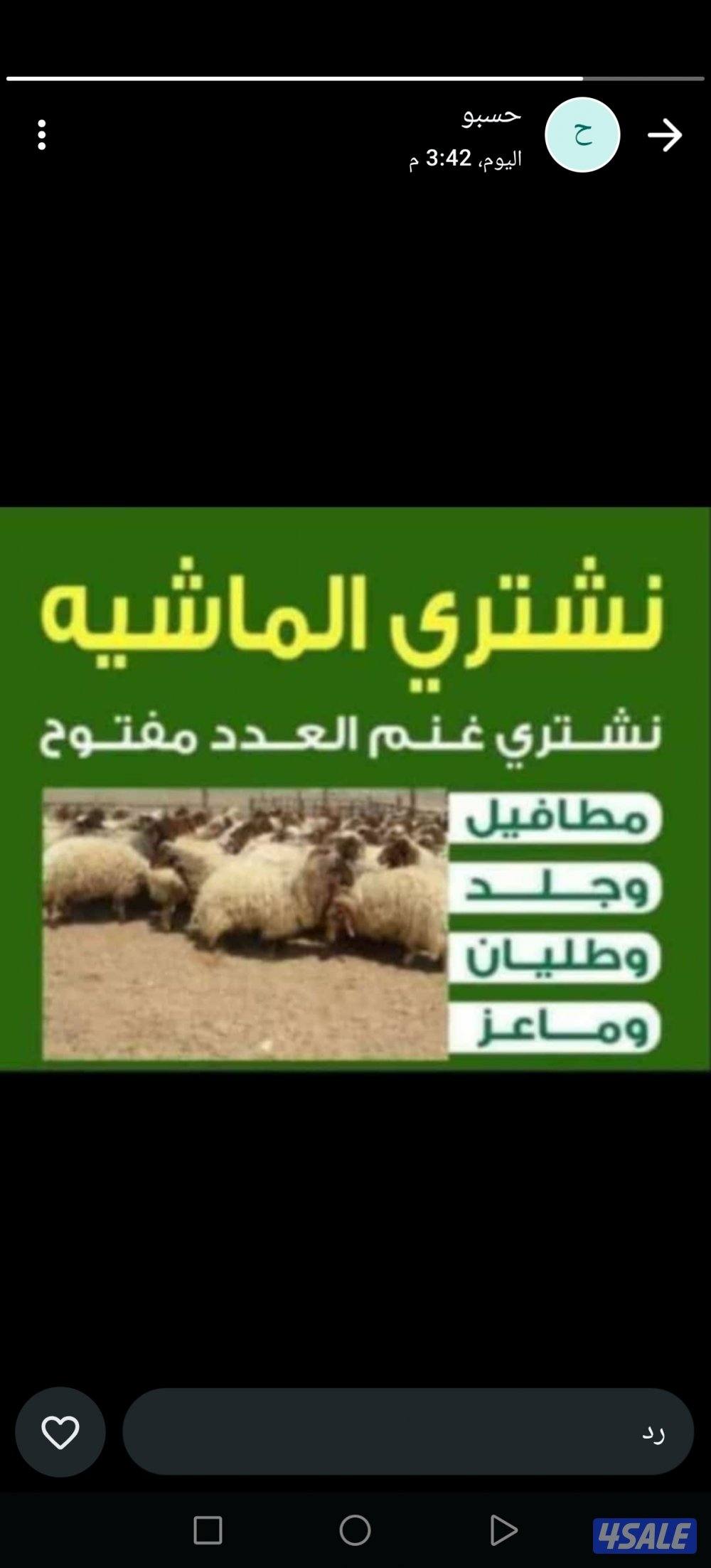 نشتري جميع انواع الحلال غنم معزا طليان0