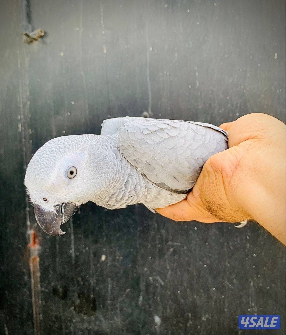 كاسكو فرخ انتاج الكويت 🇰🇼 فاتح ثلجي1