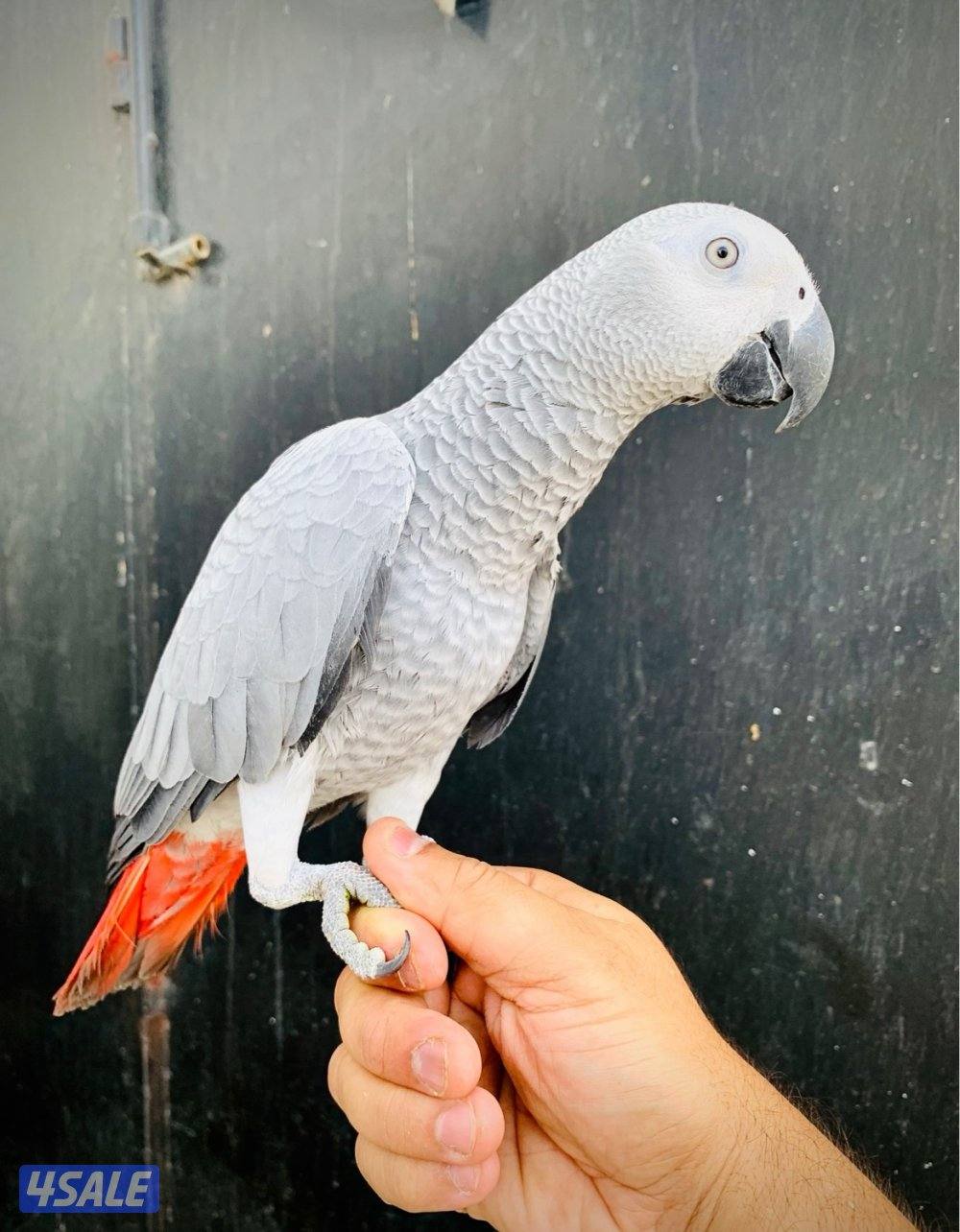 كاسكو فرخ انتاج الكويت 🇰🇼 فاتح ثلجي2