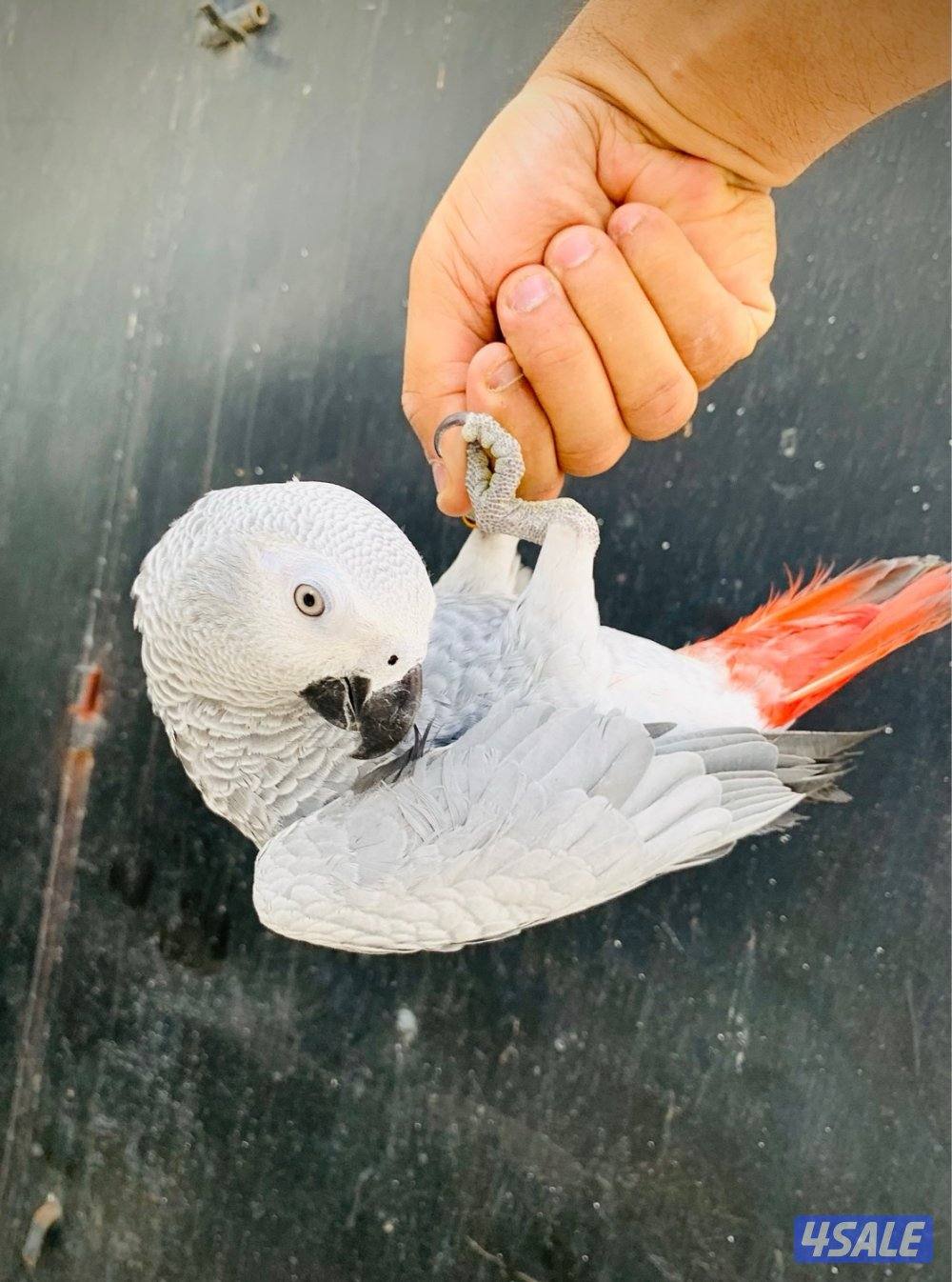 كاسكو فرخ انتاج الكويت 🇰🇼 فاتح ثلجي3