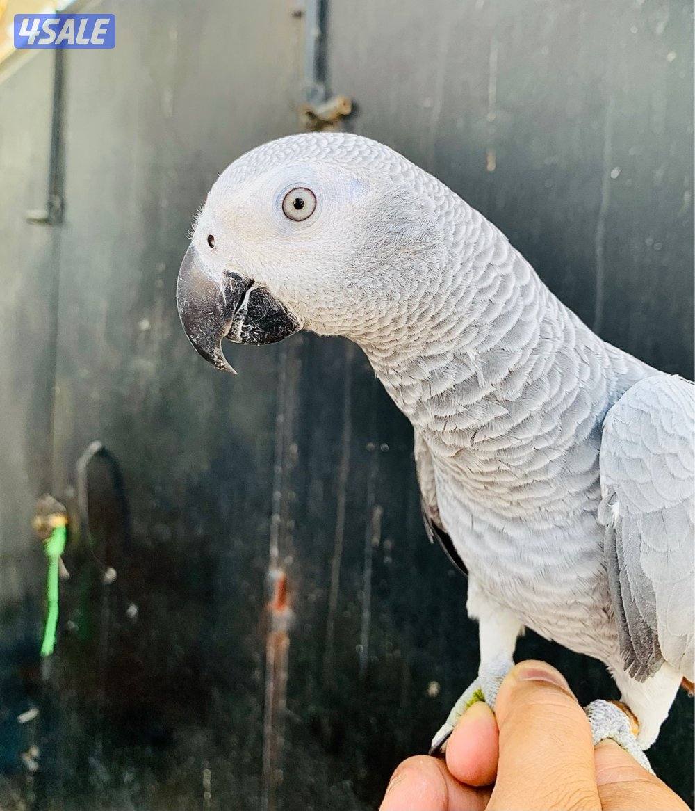 كاسكو فرخ انتاج الكويت 🇰🇼 فاتح ثلجي4