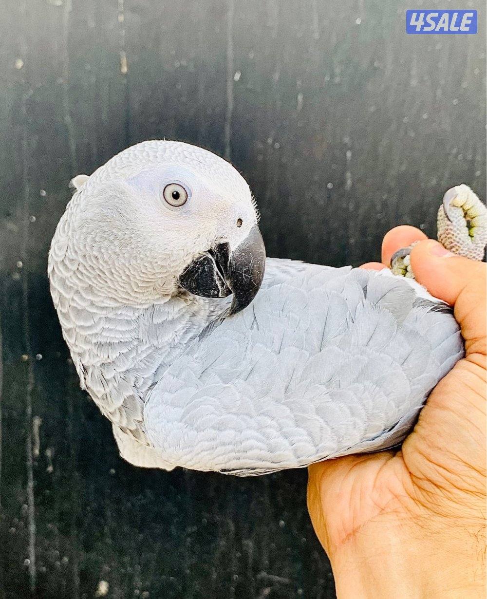 كاسكو فرخ انتاج الكويت 🇰🇼 فاتح ثلجي0