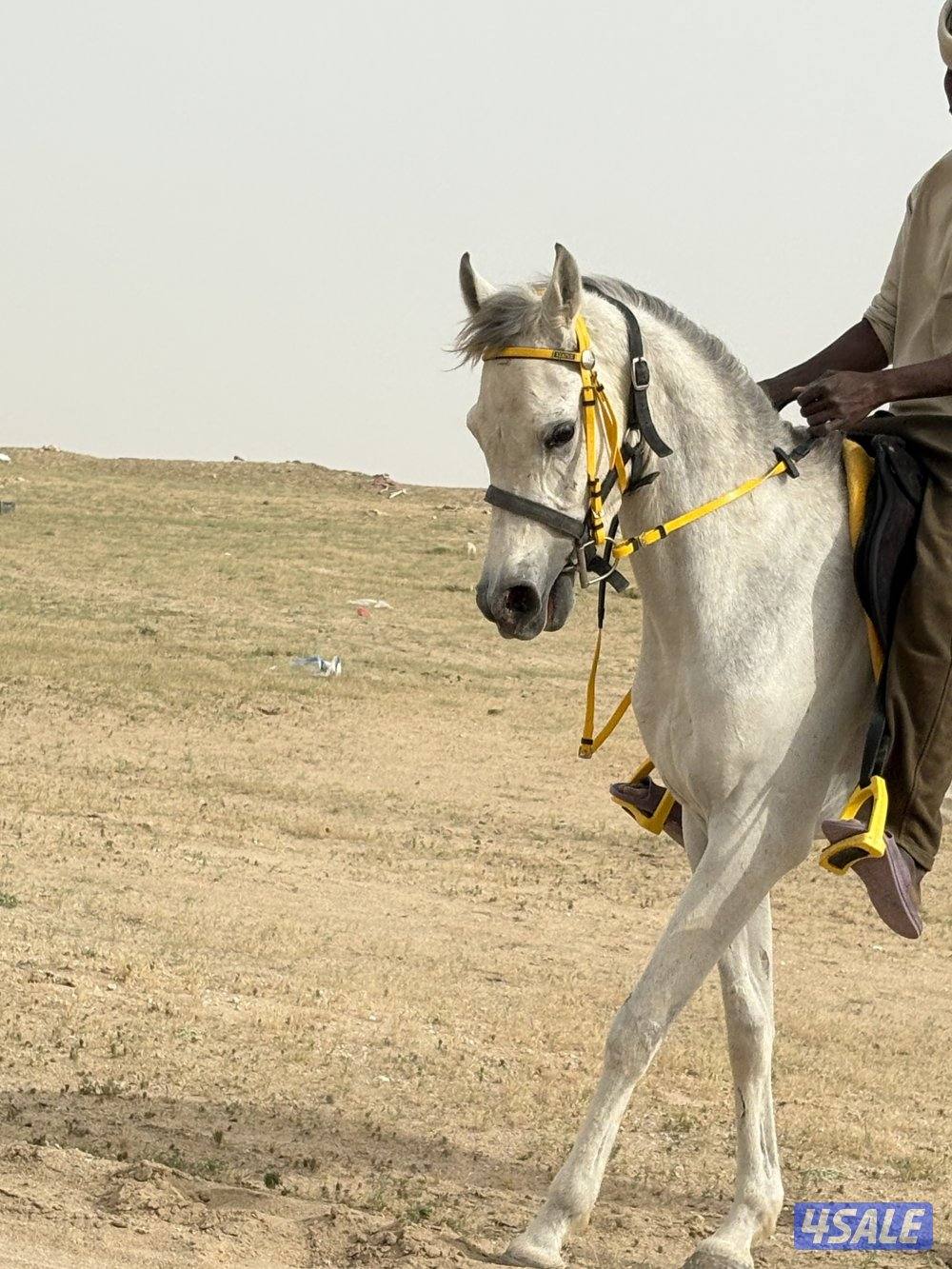للبيع حصان مصري من غير اوراق0