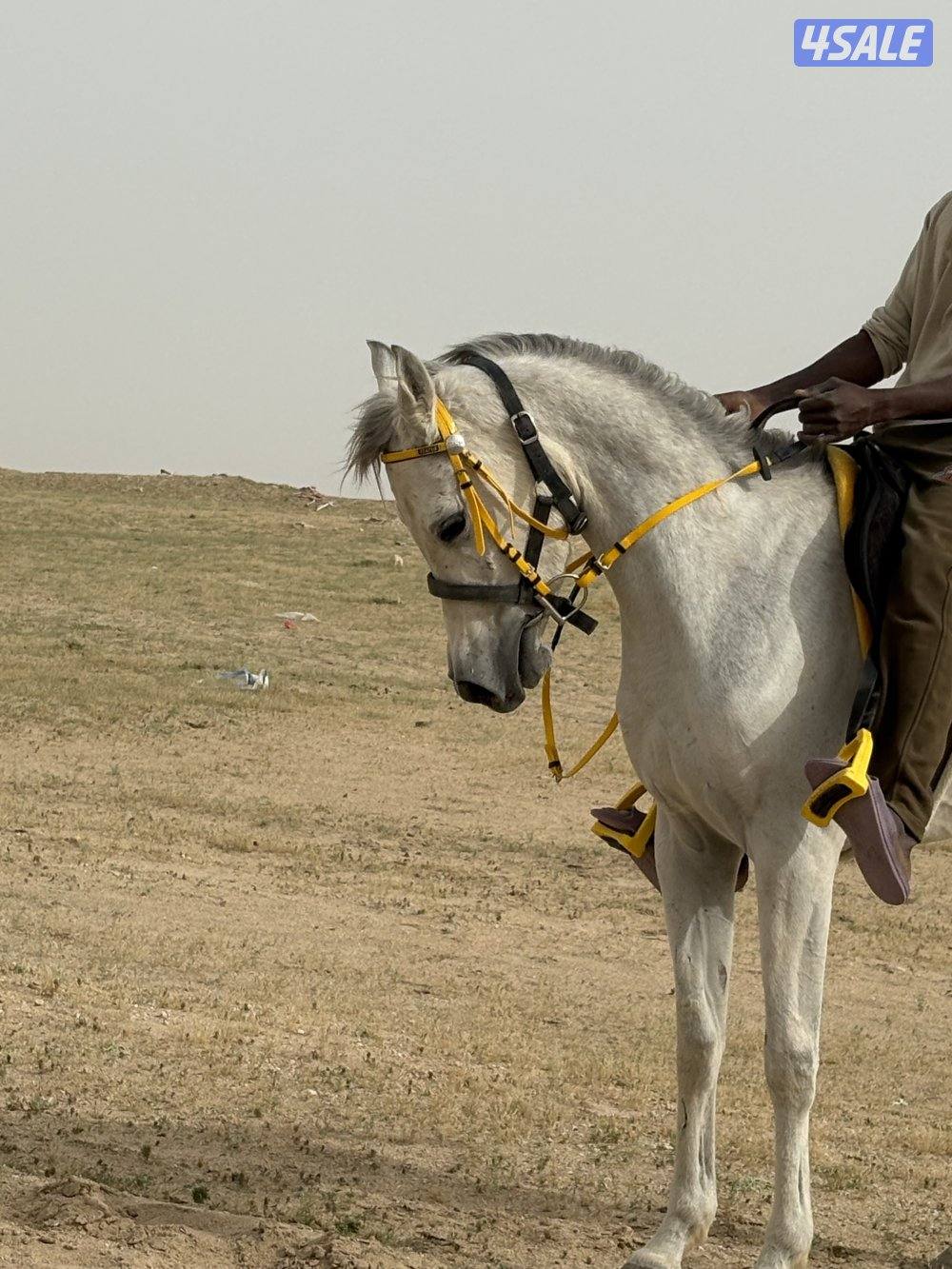 للبيع حصان مصري من غير اوراق1