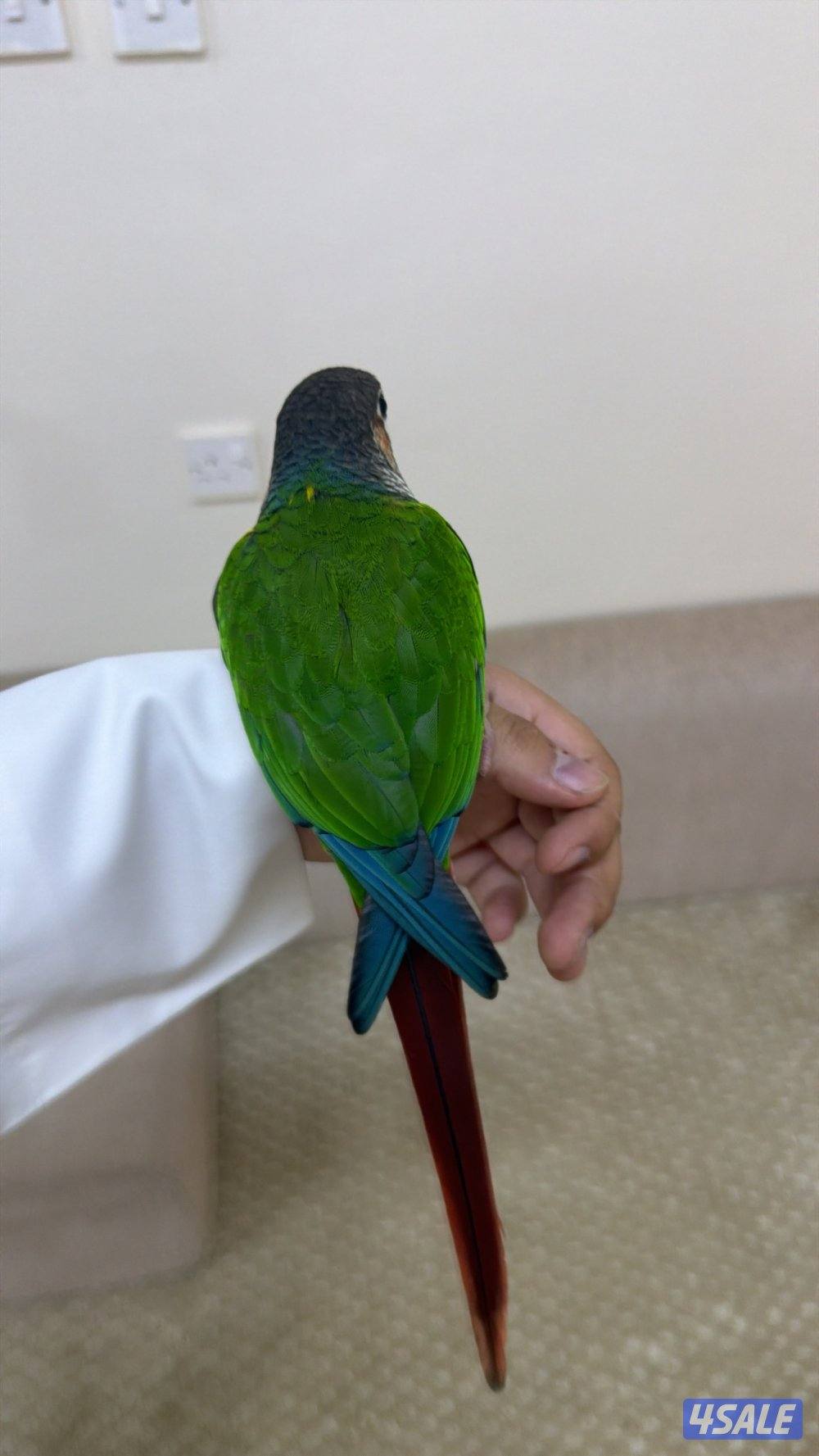 للبيع كنيور ربوه حمامه0