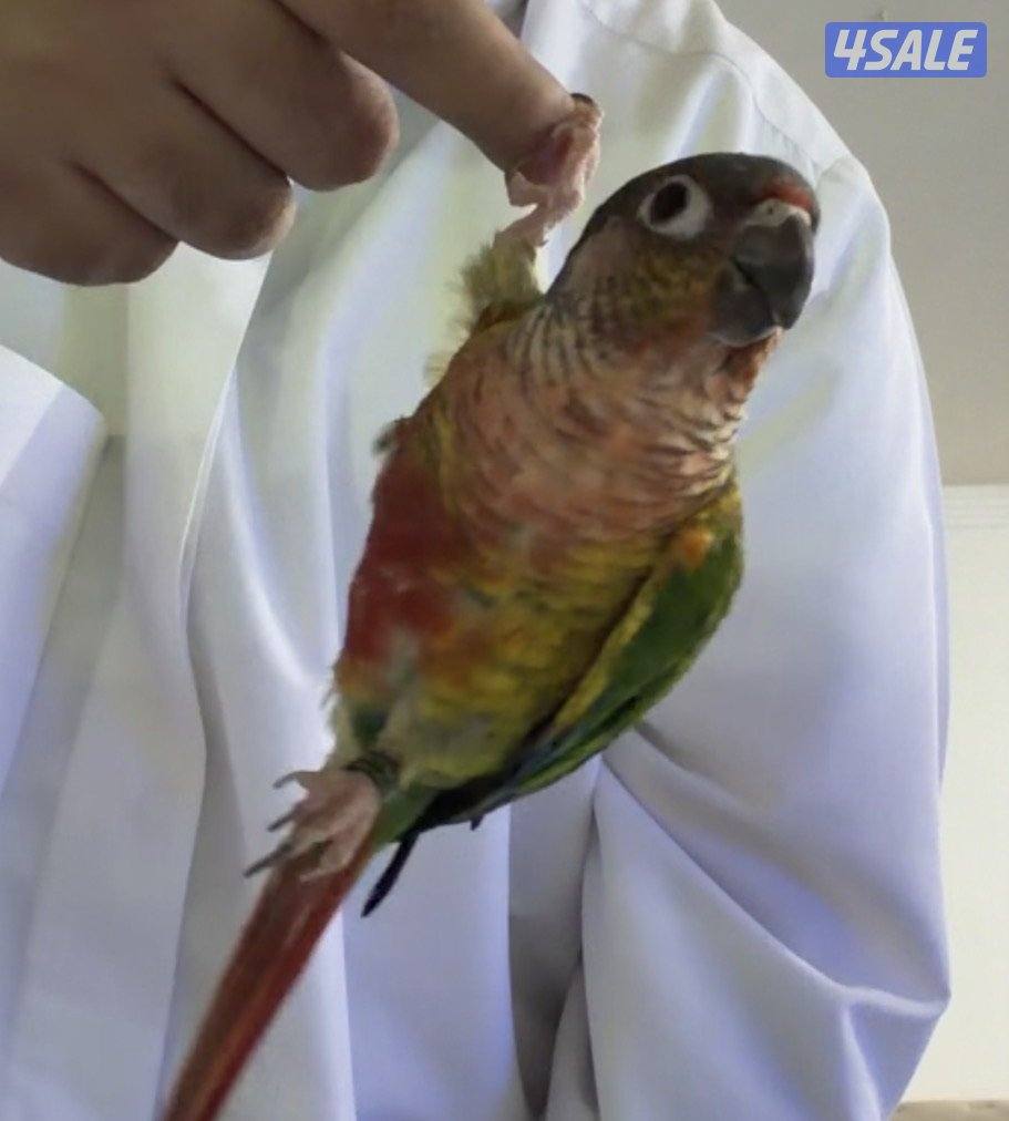 للبيع كنيور ربوه حمامه2