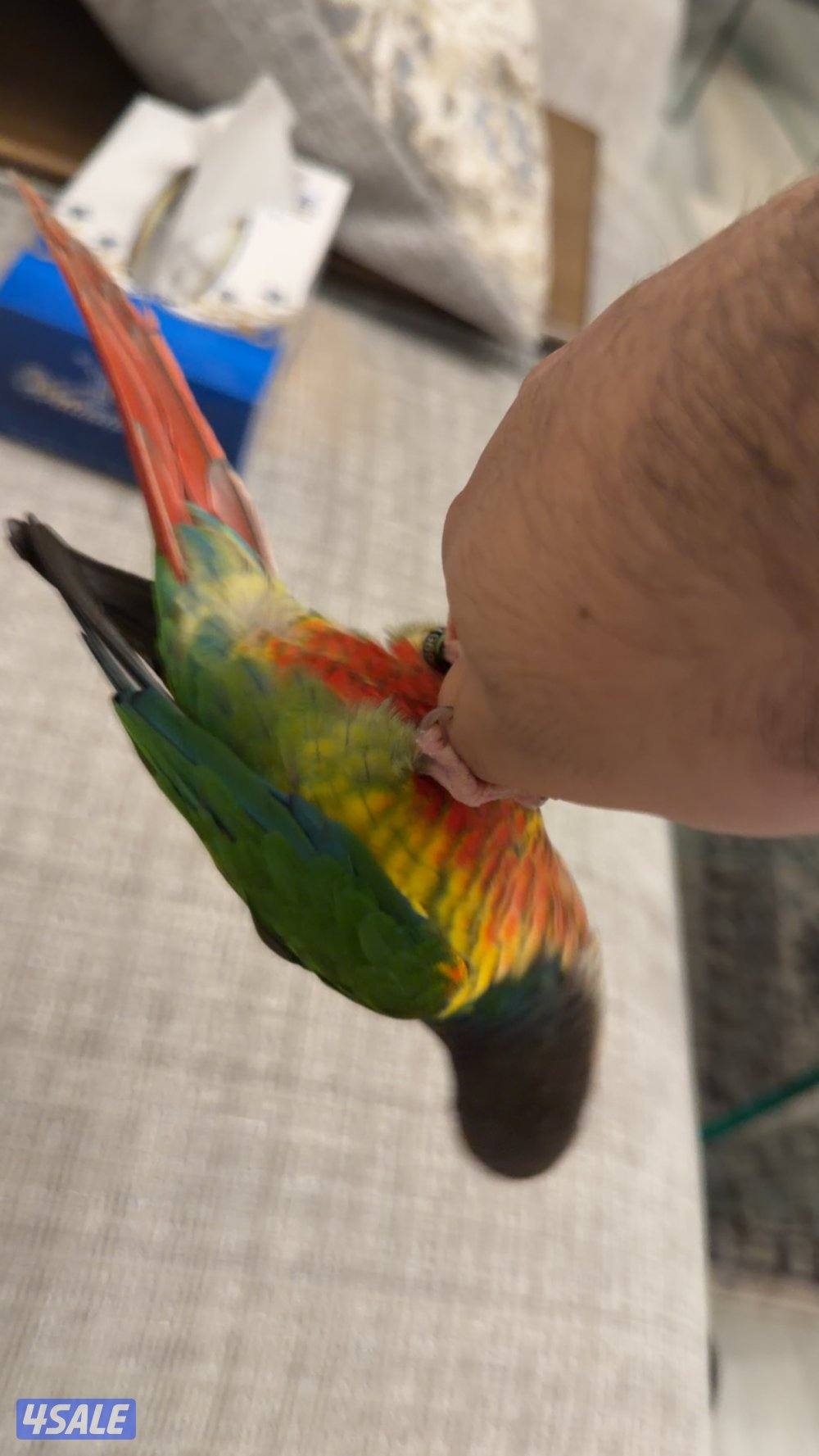 للبيع كنيور ربوه حمامه3