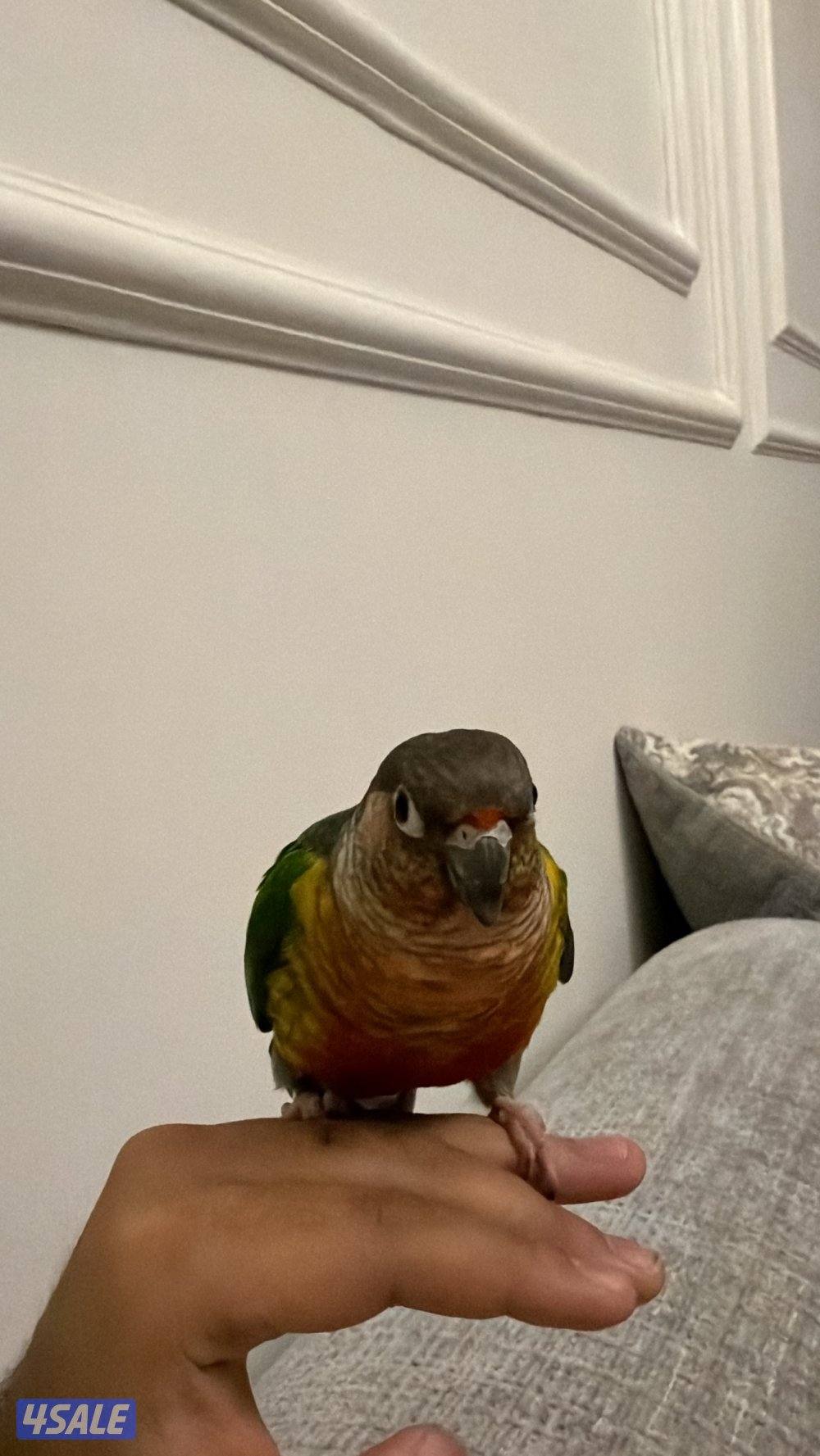 للبيع كنيور ربوه حمامه1