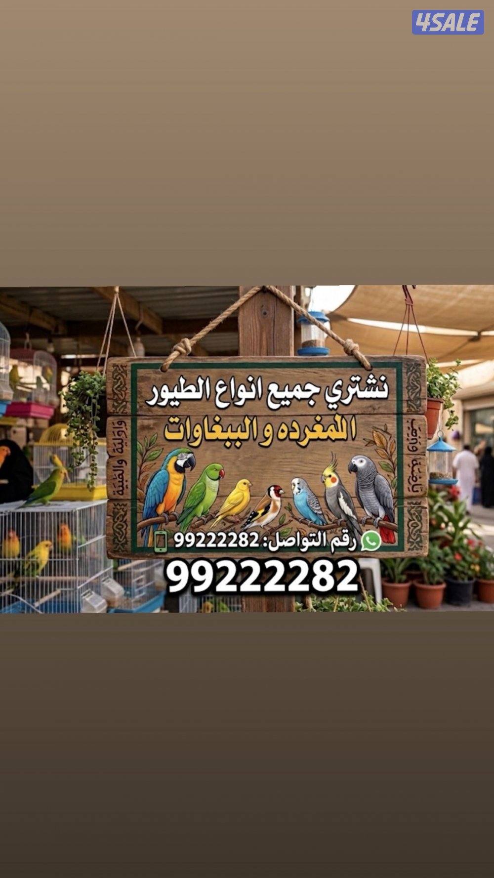 ‏ نشتري جميع أنواع الطيور0