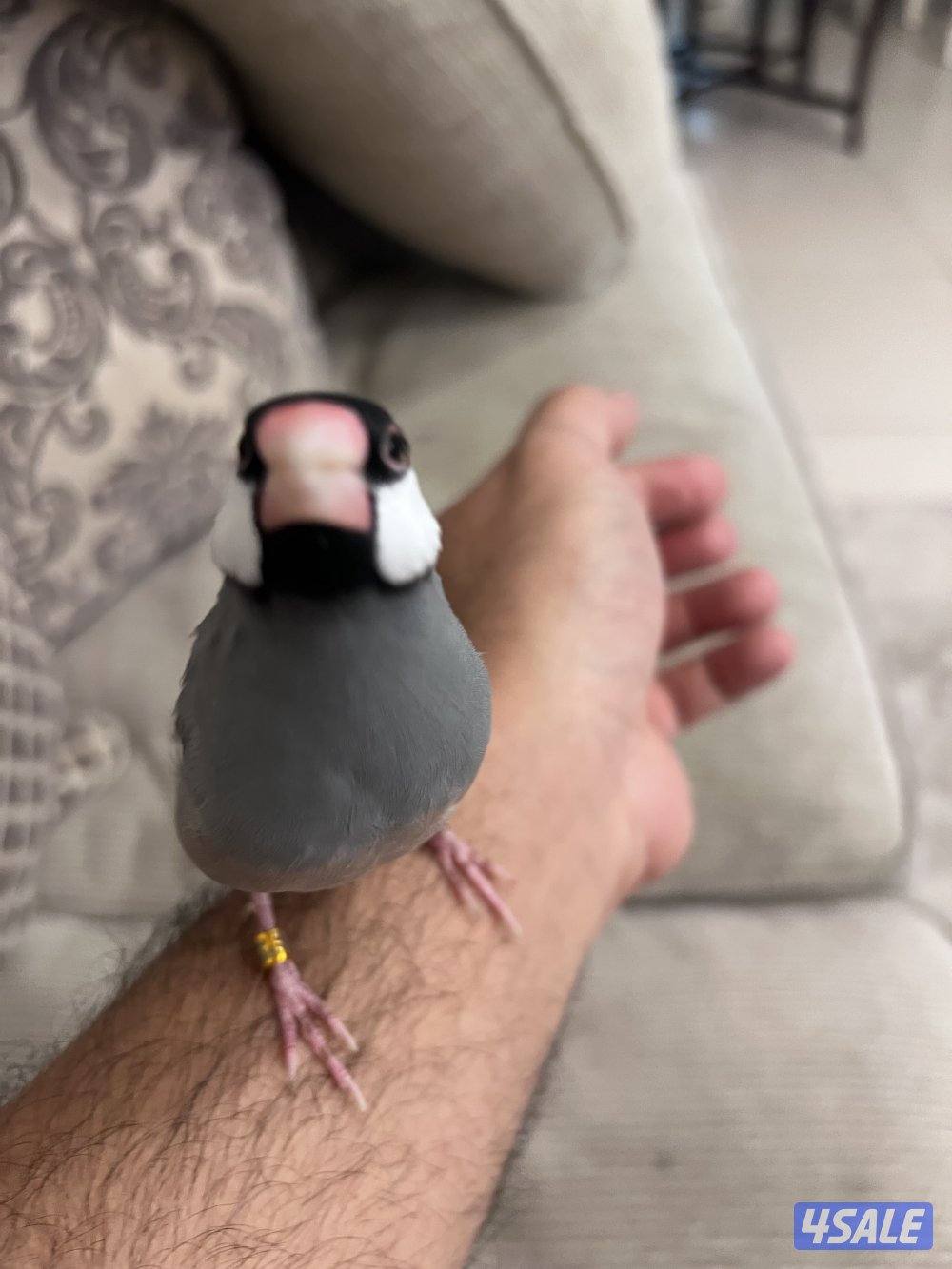 للبيع طير جاوا0