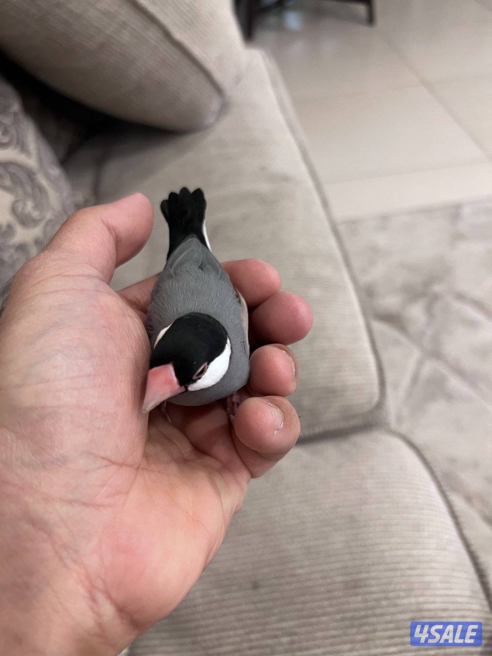 للبيع طير جاوا1