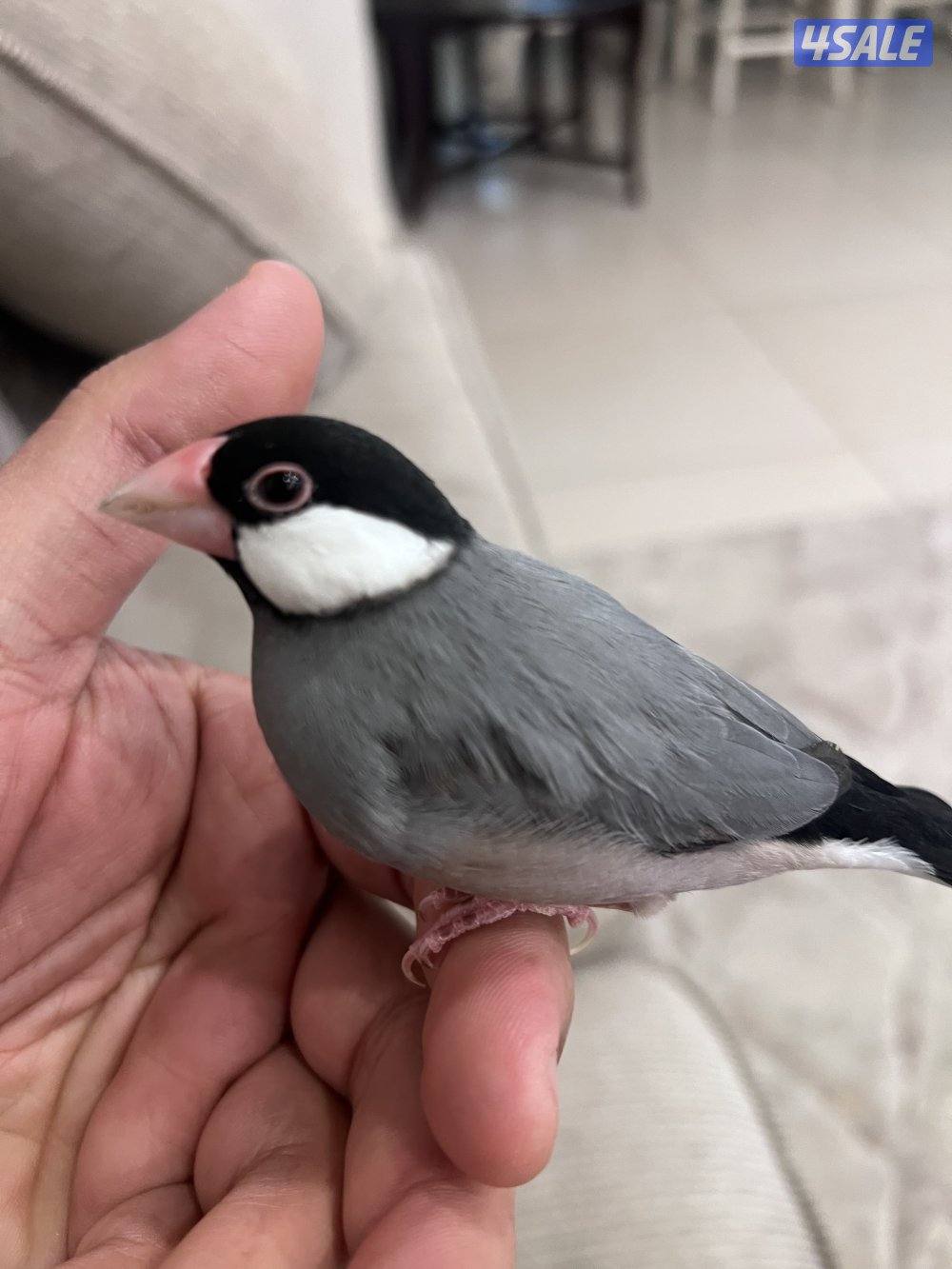 للبيع طير جاوا2