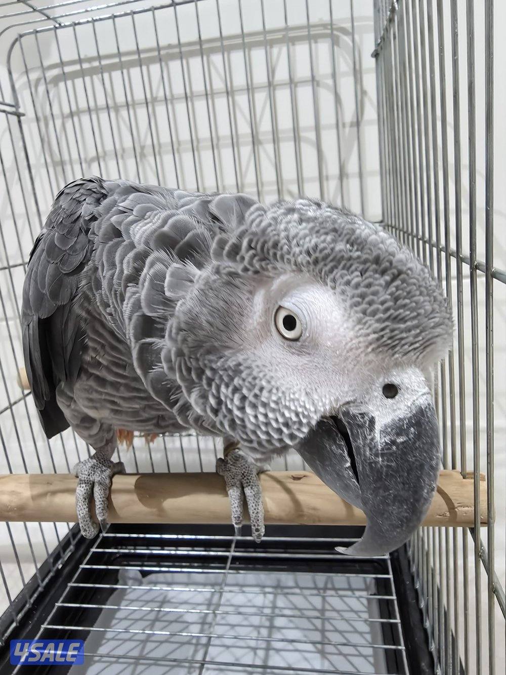 للبيع كاسكو أفريقي1