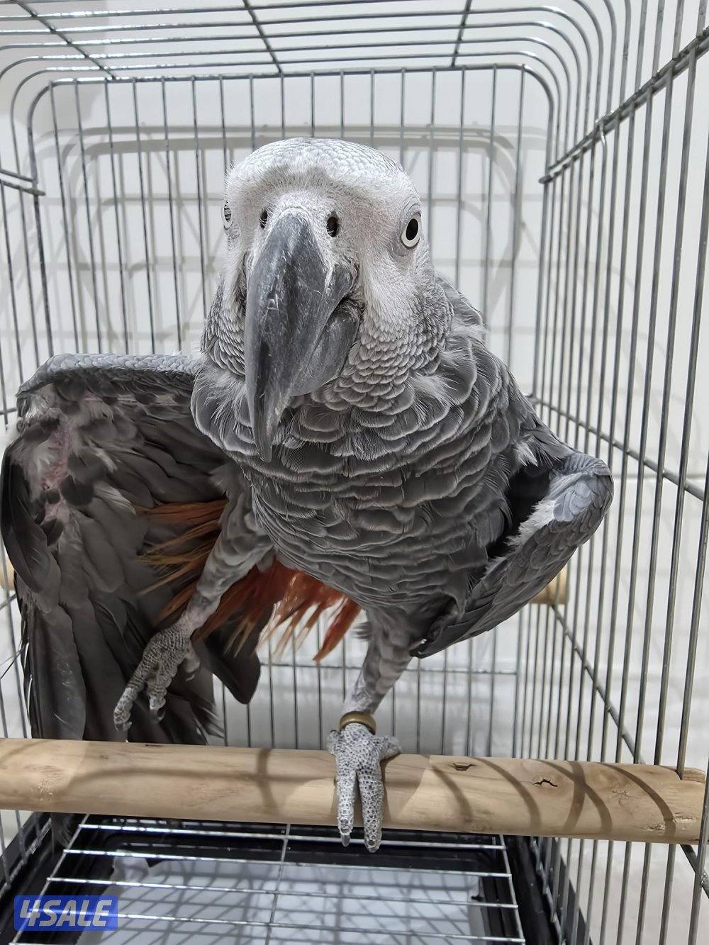 للبيع كاسكو أفريقي2