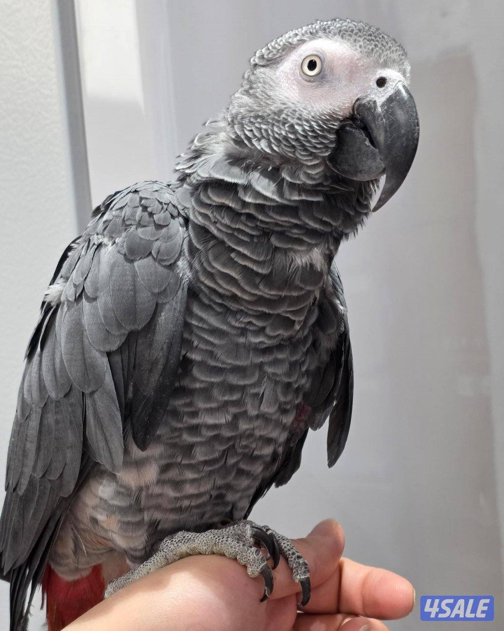 للبيع كاسكو أفريقي3