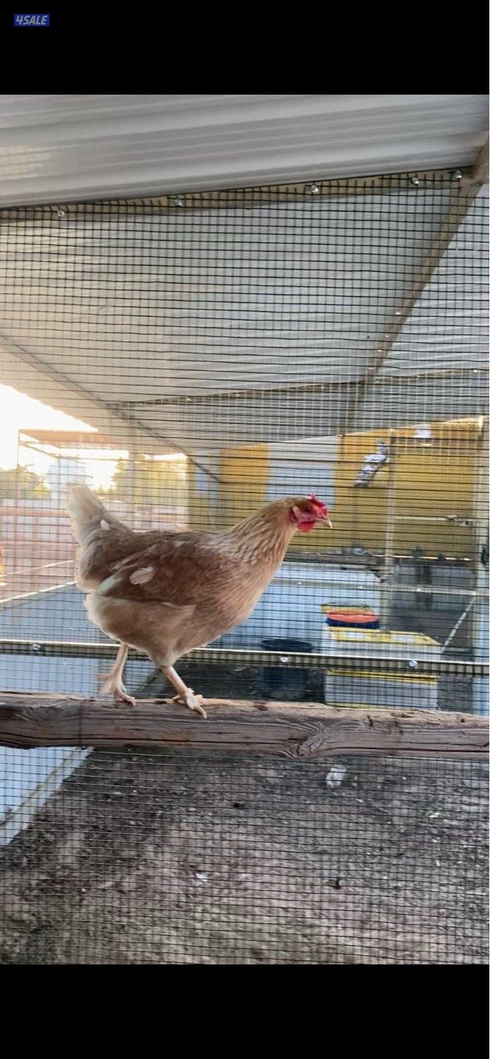 عربي هاي لاين تركيبه ناجح بالكويت ويتحمل الحر وبيض حجم0