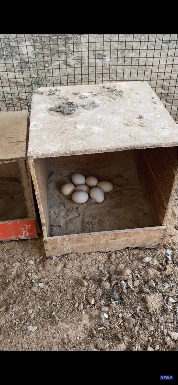 عربي هاي لاين تركيبه ناجح بالكويت ويتحمل الحر وبيض حجم1