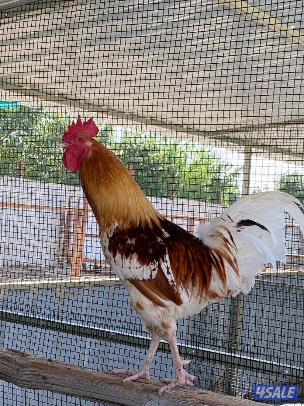 عربي هاي لاين تركيبه ناجح بالكويت ويتحمل الحر وبيض حجم2