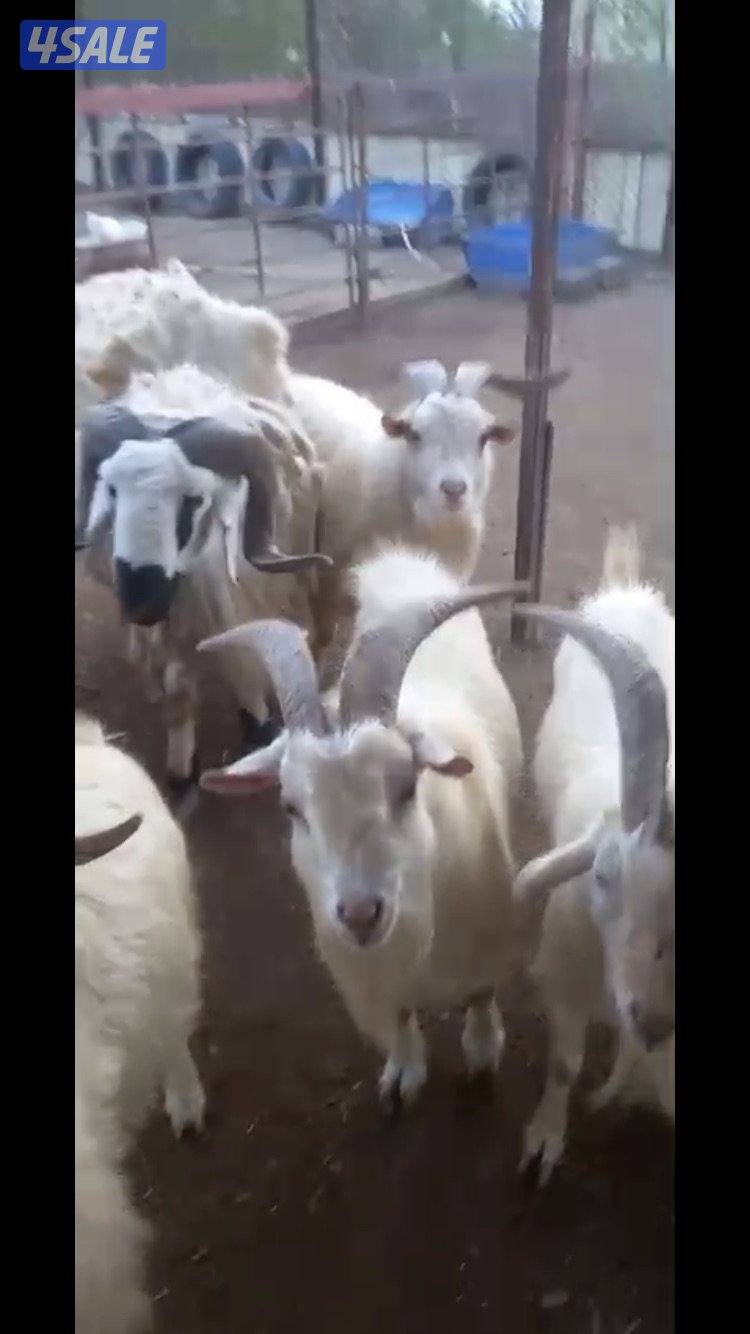 للبيع تيوس جيكي0