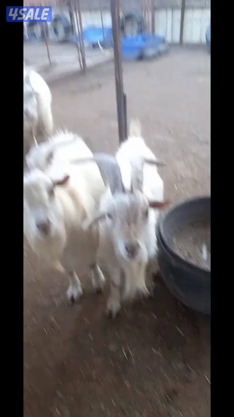 للبيع تيوس جيكي1