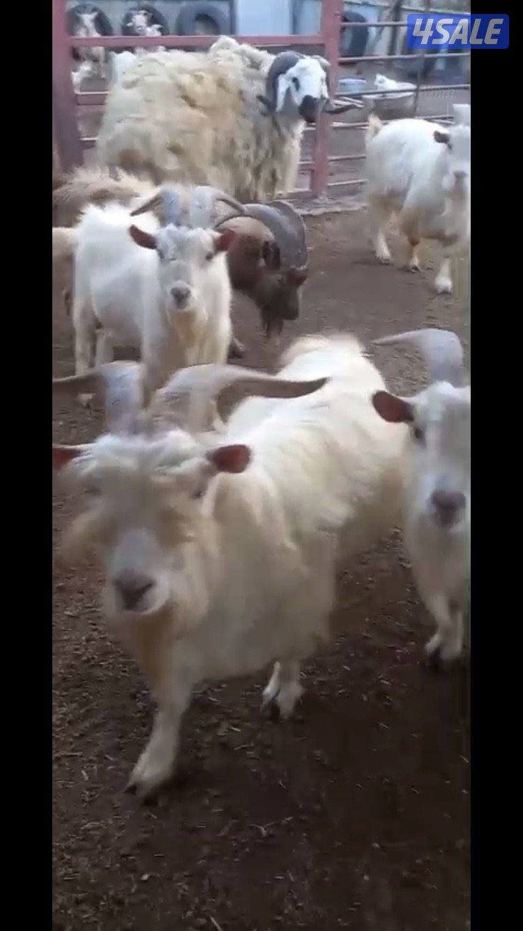 للبيع تيوس جيكي3