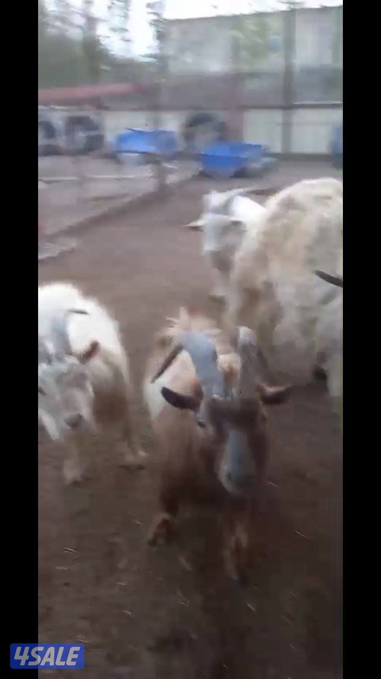 للبيع تيوس جيكي2