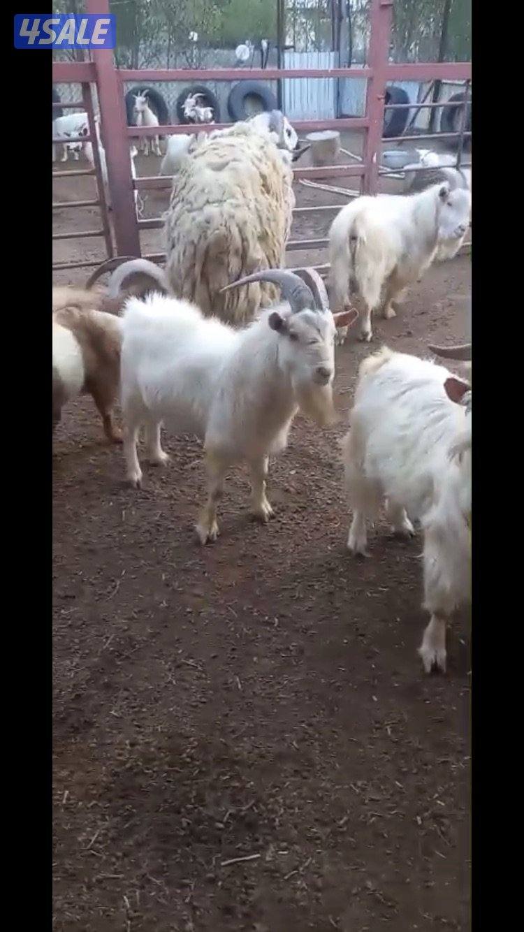 للبيع تيوس جيكي4