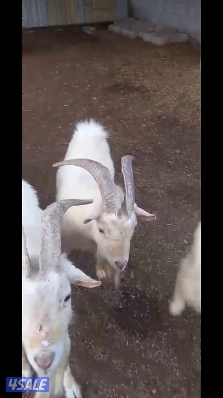 للبيع تيوس جيكي6