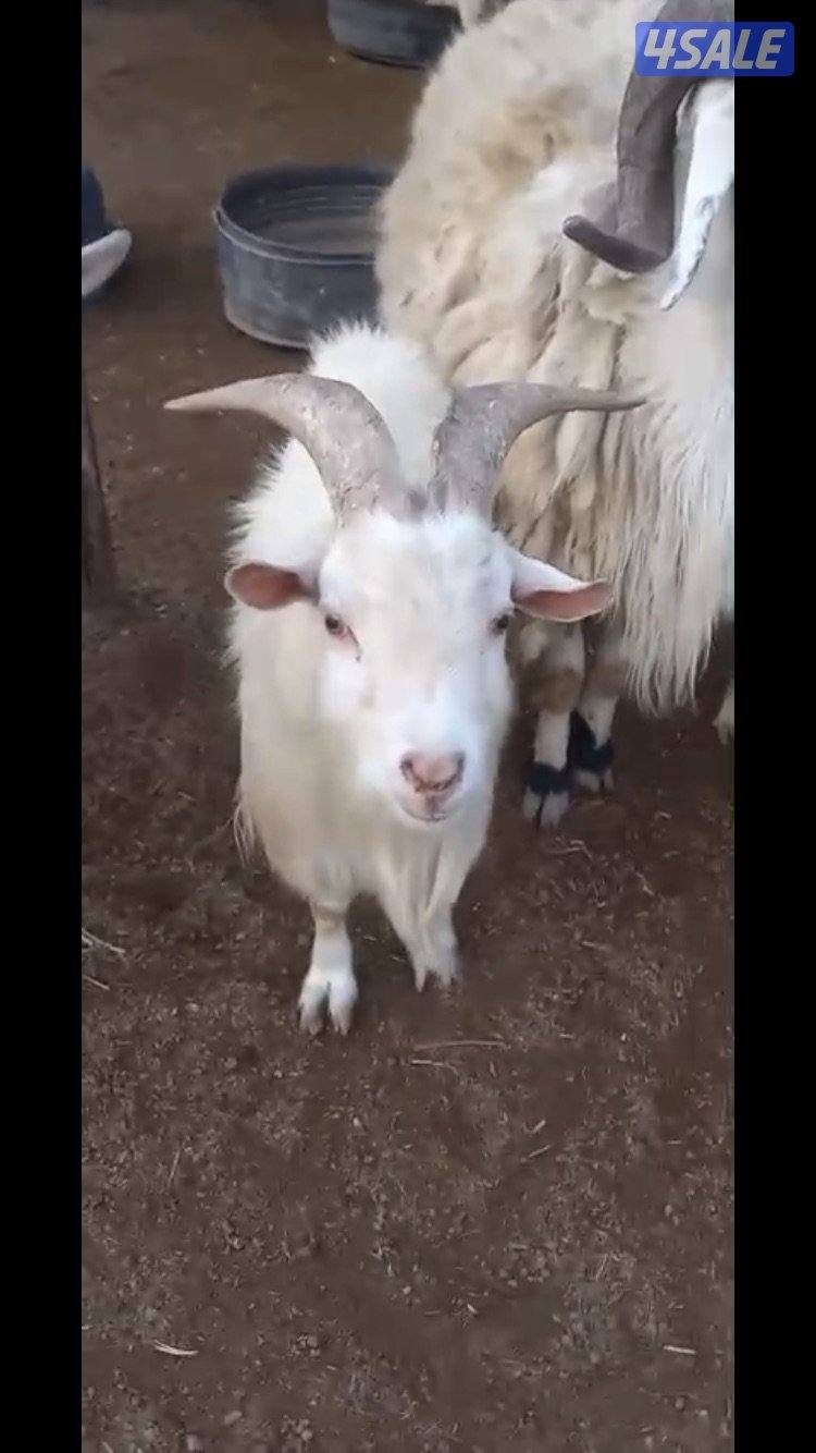 للبيع تيوس جيكي5