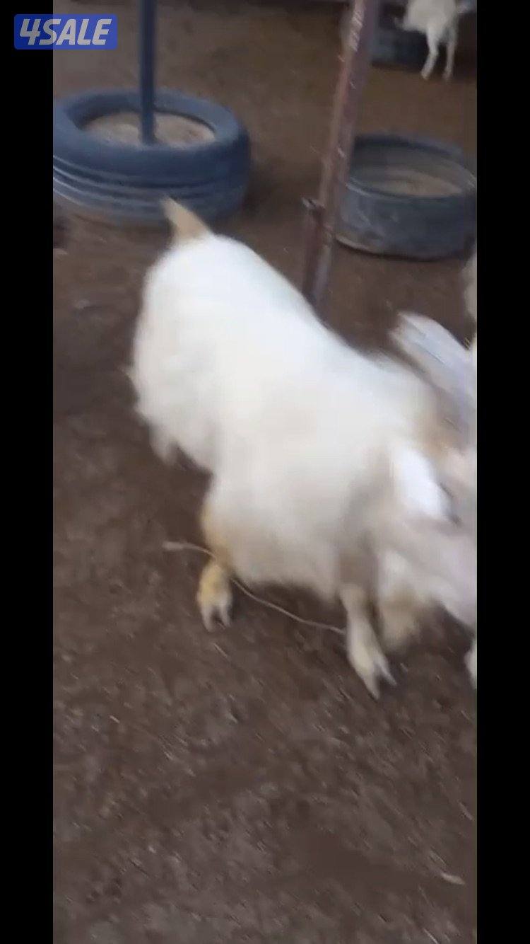 للبيع تيوس جيكي7